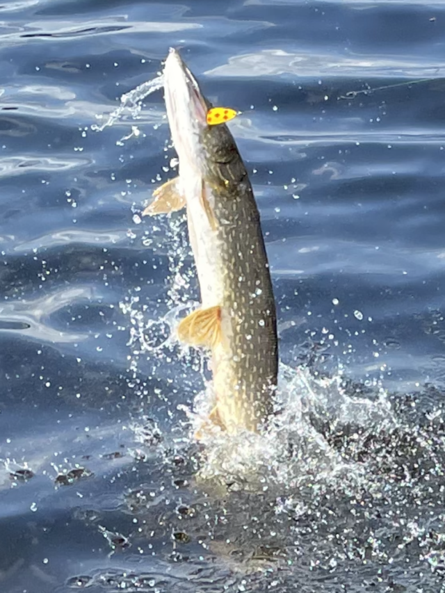 Cree Rver Lodge Fishing Trip – An Outdoors Story